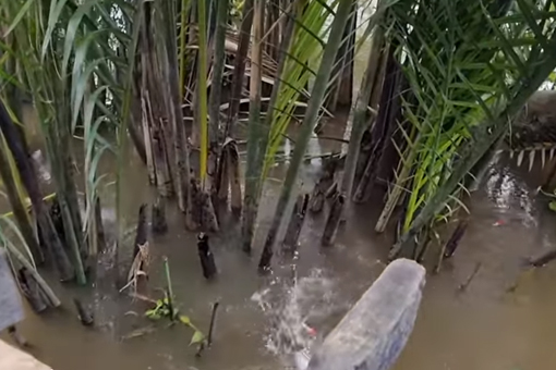 Câu cá sông mùa mưa trúng ổ cá bự