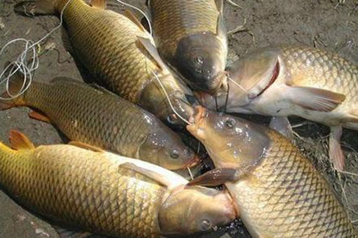 Những điều cơ bản về cách câu ba tiêu, kinh nghiệm câu ba tiêu