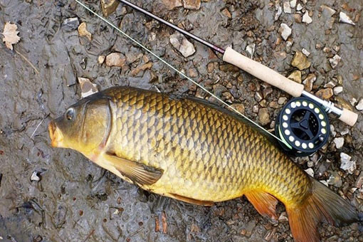 Câu cá hiệu quả nhất khi nào?