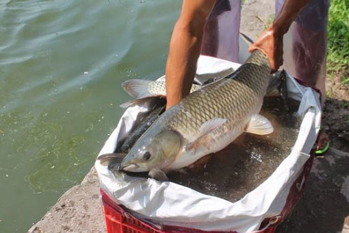 Cách lựa thời tiết câu trắm cỏ và trắm đen hiệu quả nhất