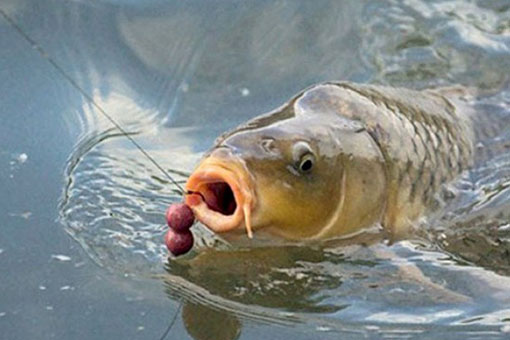 Mồi câu cá chép vào mùa đông